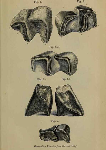 Reproducción/Reproduction 12683309743: The Quarterly journal of the Geological Society of London.. London [etc.]