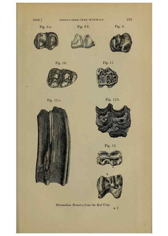 Reproducción/Reproduction 12683313003: The Quarterly journal of the Geological Society of London.. London [etc.]