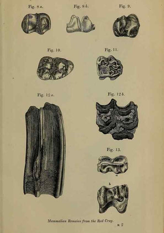 Reproducción/Reproduction 12683313003: The Quarterly journal of the Geological Society of London.. London [etc.]