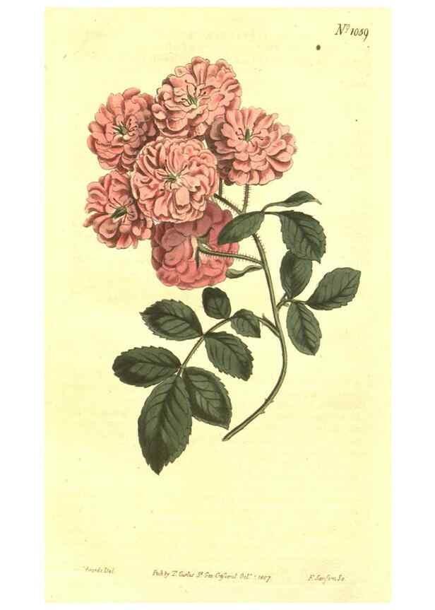 Reproducción/Reproduction 10596290166: Curtis's botanical magazine.. London ;New York [etc.] :Academic Press [etc.]