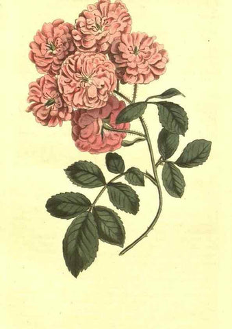 Reproducción/Reproduction 10596290166: Curtis's botanical magazine.. London ;New York [etc.] :Academic Press [etc.]