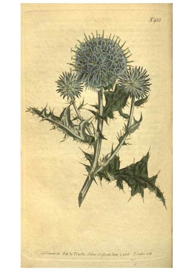 Reproducción/Reproduction 10594728873: Curtis's botanical magazine.. London ;New York [etc.] :Academic Press [etc.]