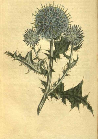 Reproducción/Reproduction 10594728873: Curtis's botanical magazine.. London ;New York [etc.] :Academic Press [etc.]