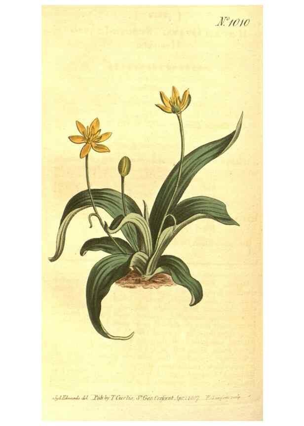 Reproducción/Reproduction 10596360773: Curtis's botanical magazine.. London ;New York [etc.] :Academic Press [etc.]