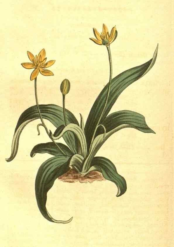 Reproducción/Reproduction 10596360773: Curtis's botanical magazine.. London ;New York [etc.] :Academic Press [etc.]
