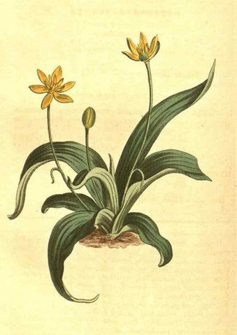 Reproducción/Reproduction 10596360773: Curtis's botanical magazine.. London ;New York [etc.] :Academic Press [etc.]