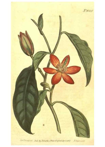Reproducción/Reproduction 10596119374: Curtis's botanical magazine.. London ;New York [etc.] :Academic Press [etc.]