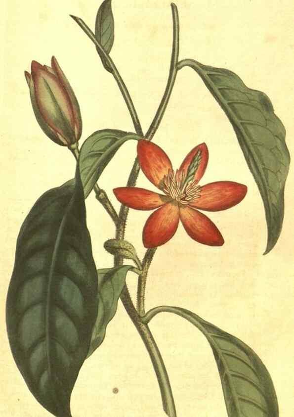 Reproducción/Reproduction 10596119374: Curtis's botanical magazine.. London ;New York [etc.] :Academic Press [etc.]