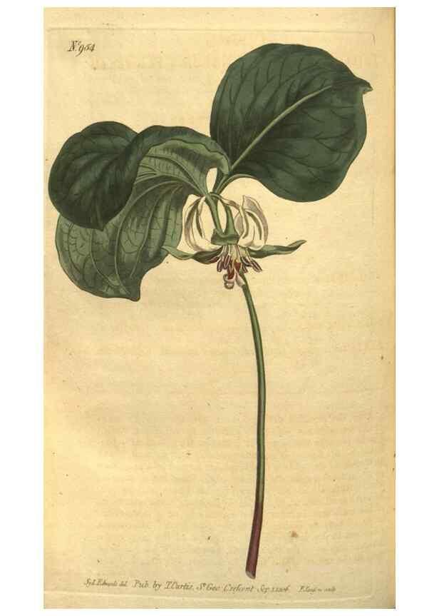 Reproducción/Reproduction 10594841133: Curtis's botanical magazine.. London ;New York [etc.] :Academic Press [etc.]
