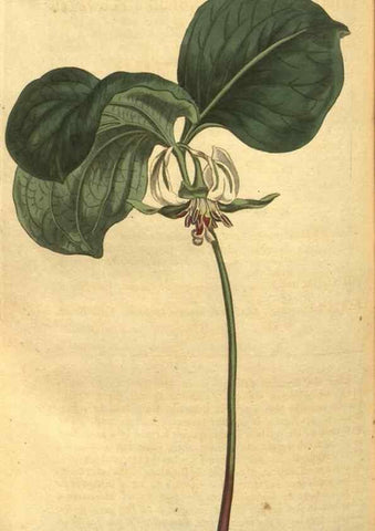 Reproducción/Reproduction 10594841133: Curtis's botanical magazine.. London ;New York [etc.] :Academic Press [etc.]