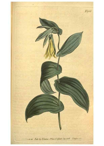 Reproducción/Reproduction 10594587205: Curtis's botanical magazine.. London ;New York [etc.] :Academic Press [etc.]