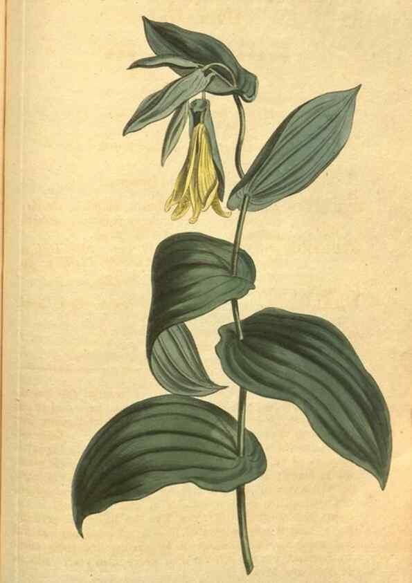 Reproducción/Reproduction 10594587205: Curtis's botanical magazine.. London ;New York [etc.] :Academic Press [etc.]