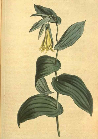 Reproducción/Reproduction 10594587205: Curtis's botanical magazine.. London ;New York [etc.] :Academic Press [etc.]