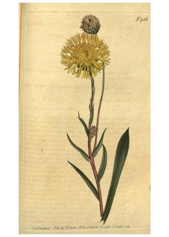 Reproducción/Reproduction 10594849183: Curtis's botanical magazine.. London ;New York [etc.] :Academic Press [etc.]