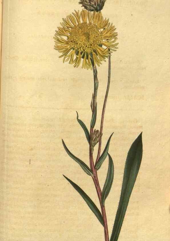 Reproducción/Reproduction 10594849183: Curtis's botanical magazine.. London ;New York [etc.] :Academic Press [etc.]