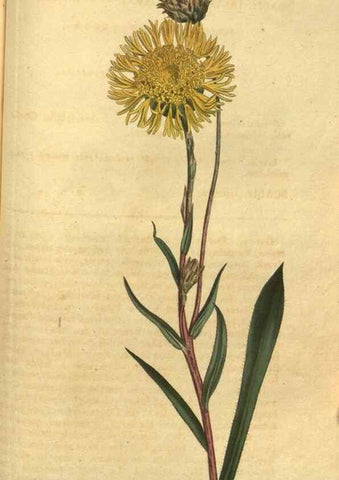 Reproducción/Reproduction 10594849183: Curtis's botanical magazine.. London ;New York [etc.] :Academic Press [etc.]