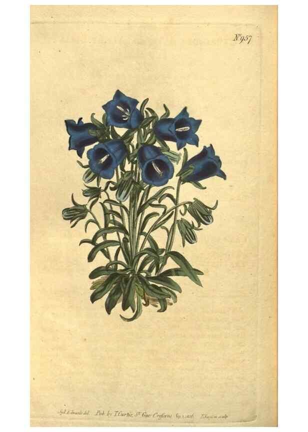 Reproducción/Reproduction 10594854143: Curtis's botanical magazine.. London ;New York [etc.] :Academic Press [etc.]