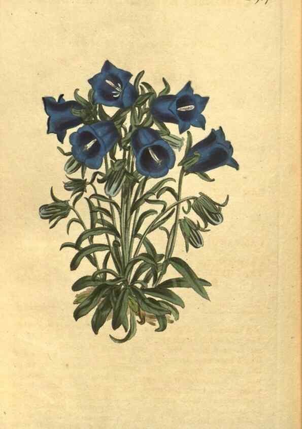 Reproducción/Reproduction 10594854143: Curtis's botanical magazine.. London ;New York [etc.] :Academic Press [etc.]