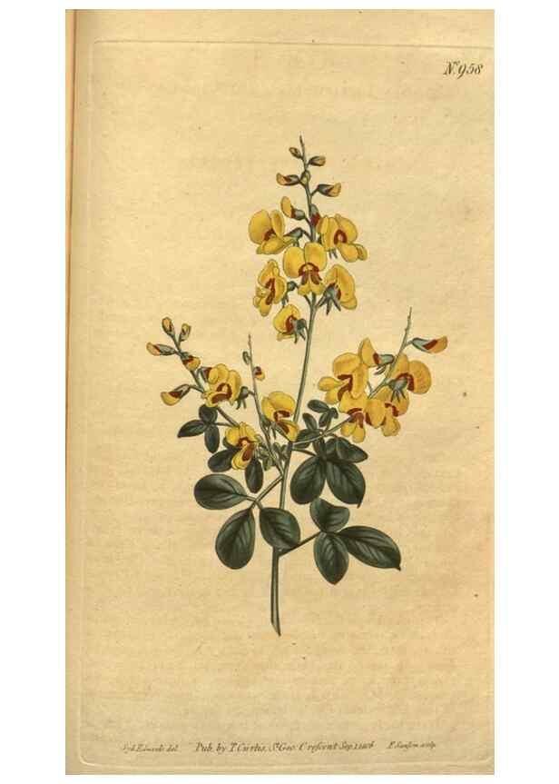Reproducción/Reproduction 10594611526: Curtis's botanical magazine.. London ;New York [etc.] :Academic Press [etc.]
