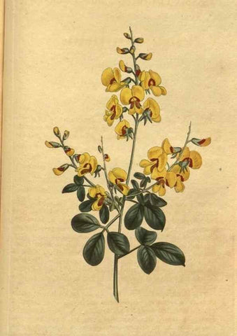 Reproducción/Reproduction 10594611526: Curtis's botanical magazine.. London ;New York [etc.] :Academic Press [etc.]