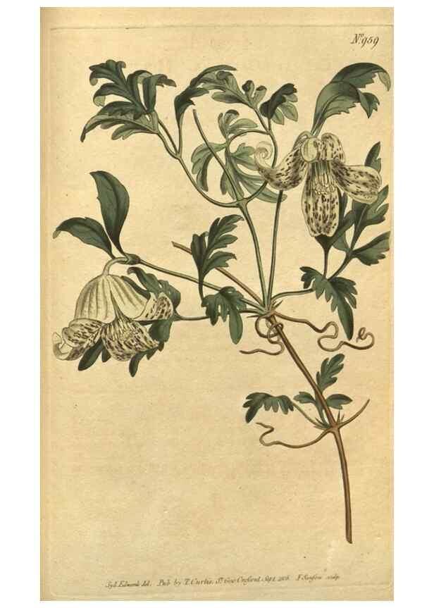 Reproducción/Reproduction 10594863413: Curtis's botanical magazine.. London ;New York [etc.] :Academic Press [etc.]