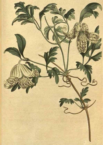 Reproducción/Reproduction 10594863413: Curtis's botanical magazine.. London ;New York [etc.] :Academic Press [etc.]
