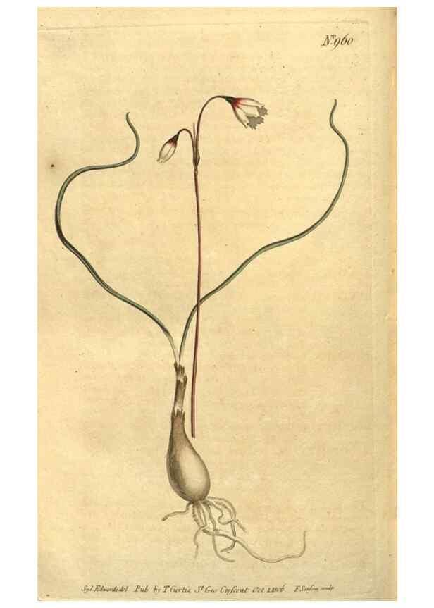 Reproducción/Reproduction 10594620526: Curtis's botanical magazine.. London ;New York [etc.] :Academic Press [etc.]