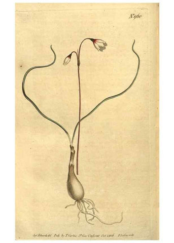 Reproducción/Reproduction 10594620526: Curtis's botanical magazine.. London ;New York [etc.] :Academic Press [etc.]