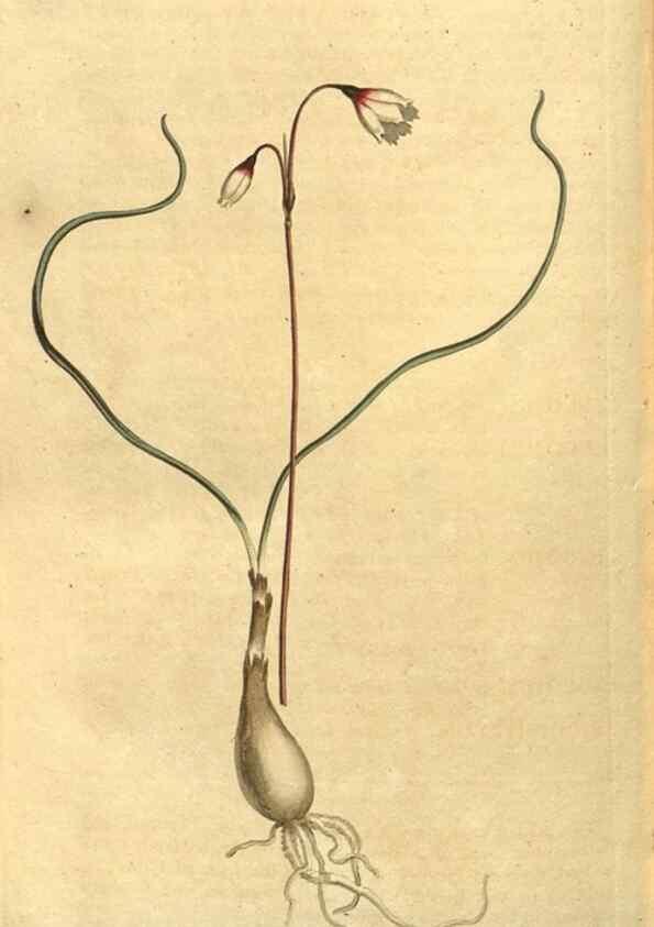 Reproducción/Reproduction 10594620526: Curtis's botanical magazine.. London ;New York [etc.] :Academic Press [etc.]