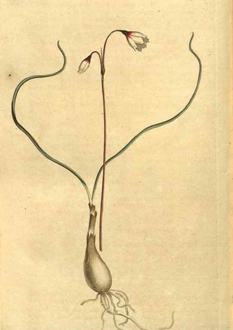 Reproducción/Reproduction 10594620526: Curtis's botanical magazine.. London ;New York [etc.] :Academic Press [etc.]
