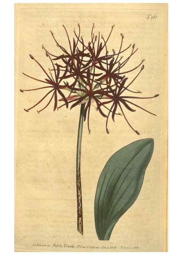 Reproducción/Reproduction 10594642674: Curtis's botanical magazine.. London ;New York [etc.] :Academic Press [etc.]