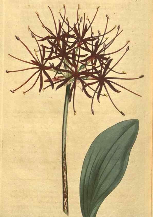 Reproducción/Reproduction 10594642674: Curtis's botanical magazine.. London ;New York [etc.] :Academic Press [etc.]