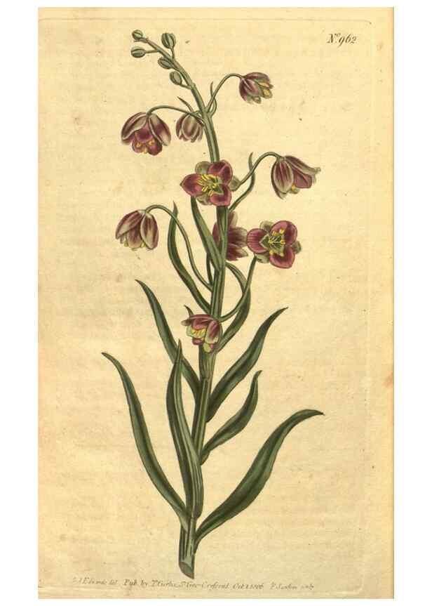 Reproducción/Reproduction 10594629306: Curtis's botanical magazine.. London ;New York [etc.] :Academic Press [etc.]