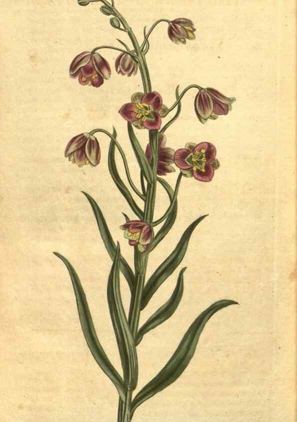 Reproducción/Reproduction 10594629306: Curtis's botanical magazine.. London ;New York [etc.] :Academic Press [etc.]
