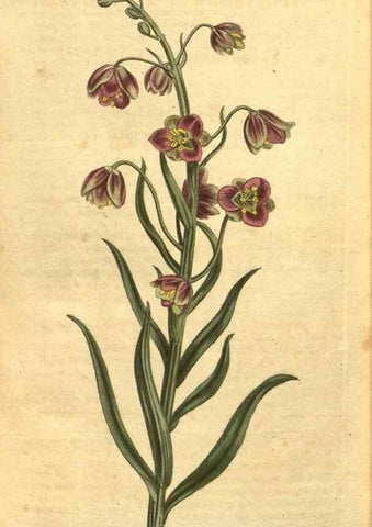 Reproducción/Reproduction 10594629306: Curtis's botanical magazine.. London ;New York [etc.] :Academic Press [etc.]