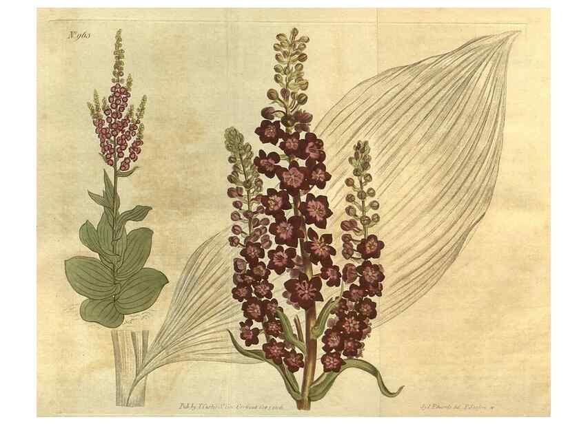 Reproducción/Reproduction 10594622415: Curtis's botanical magazine.. London ;New York [etc.] :Academic Press [etc.]