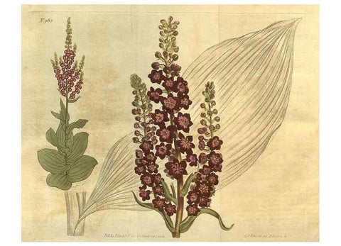 Reproducción/Reproduction 10594622415: Curtis's botanical magazine.. London ;New York [etc.] :Academic Press [etc.]