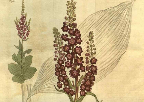 Reproducción/Reproduction 10594622415: Curtis's botanical magazine.. London ;New York [etc.] :Academic Press [etc.]