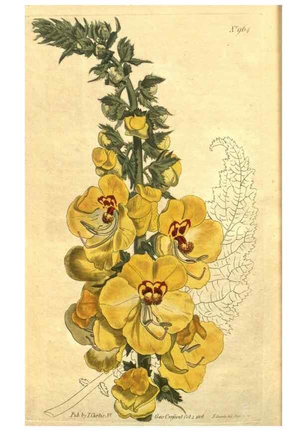 Reproducción/Reproduction 10594627905: Curtis's botanical magazine.. London ;New York [etc.] :Academic Press [etc.]