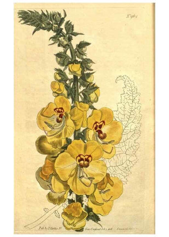 Reproducción/Reproduction 10594627905: Curtis's botanical magazine.. London ;New York [etc.] :Academic Press [etc.]