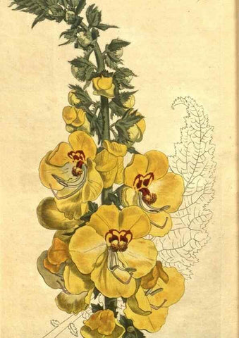 Reproducción/Reproduction 10594627905: Curtis's botanical magazine.. London ;New York [etc.] :Academic Press [etc.]