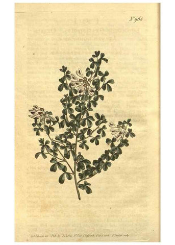 Reproducción/Reproduction 10594893083: Curtis's botanical magazine.. London ;New York [etc.] :Academic Press [etc.]