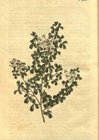 Reproducción/Reproduction 10594893083: Curtis's botanical magazine.. London ;New York [etc.] :Academic Press [etc.]