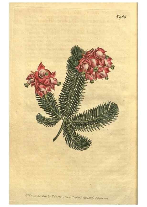 Reproducción/Reproduction 10594651436: Curtis's botanical magazine.. London ;New York [etc.] :Academic Press [etc.]