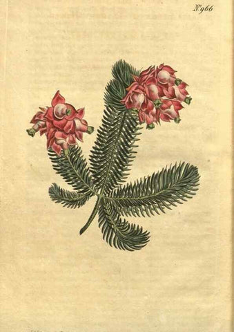 Reproducción/Reproduction 10594651436: Curtis's botanical magazine.. London ;New York [etc.] :Academic Press [etc.]