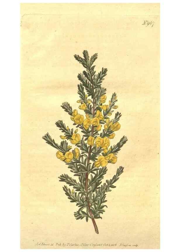 Reproducción/Reproduction 10595880903: Curtis's botanical magazine.. London ;New York [etc.] :Academic Press [etc.]