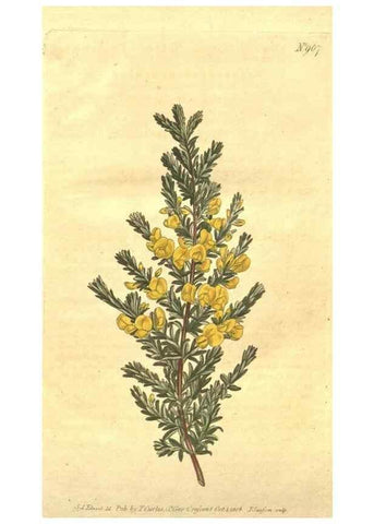 Reproducción/Reproduction 10595880903: Curtis's botanical magazine.. London ;New York [etc.] :Academic Press [etc.]