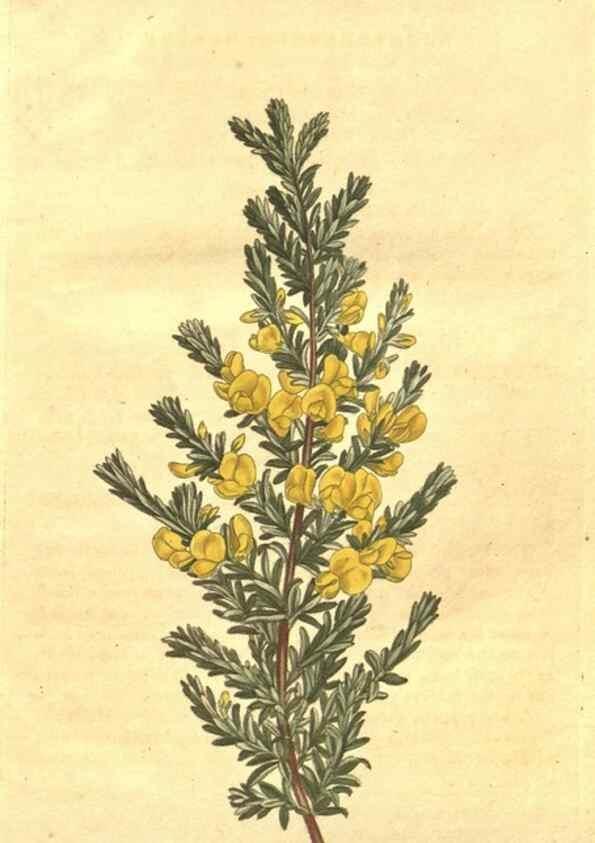 Reproducción/Reproduction 10595880903: Curtis's botanical magazine.. London ;New York [etc.] :Academic Press [etc.]
