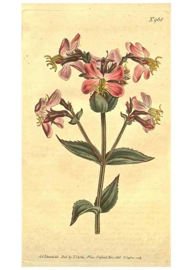 Reproducción/Reproduction 10595651654: Curtis's botanical magazine.. London ;New York [etc.] :Academic Press [etc.]