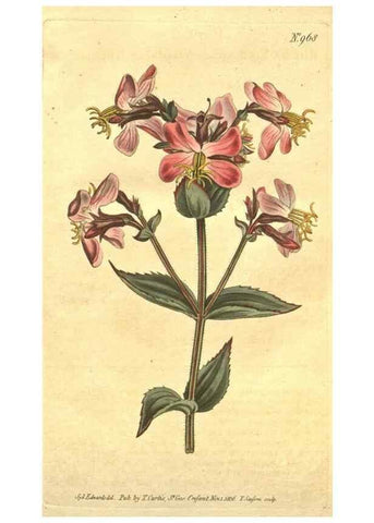 Reproducción/Reproduction 10595651654: Curtis's botanical magazine.. London ;New York [etc.] :Academic Press [etc.]